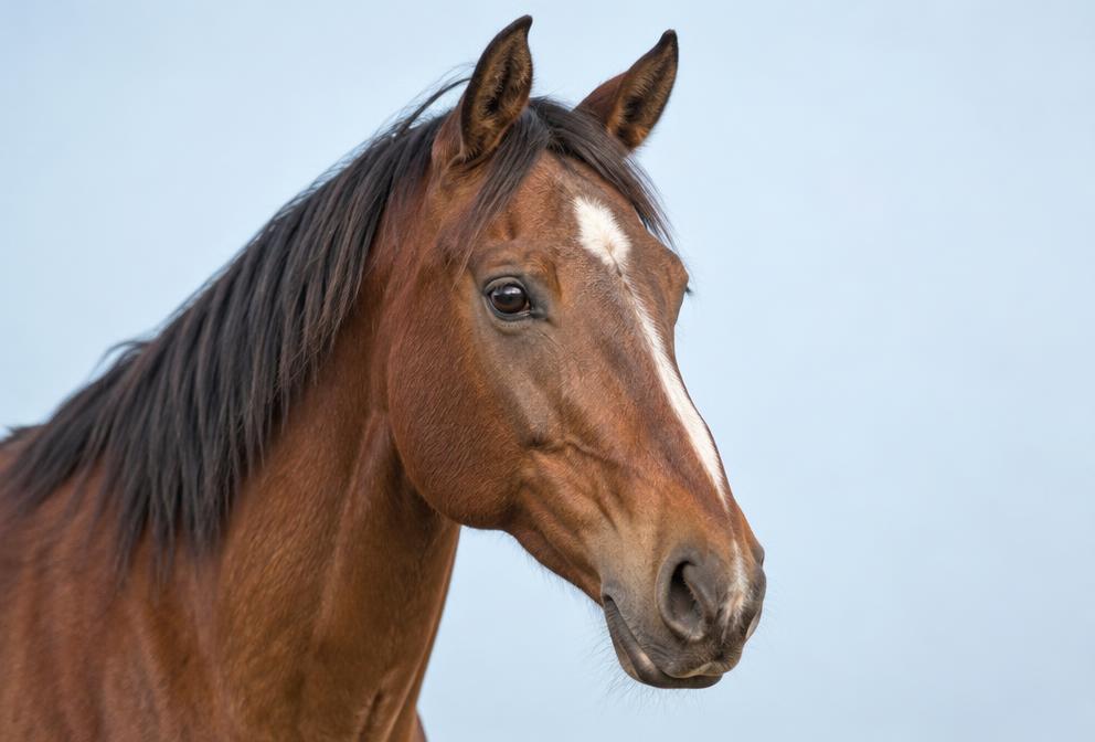 Bay horse portrait